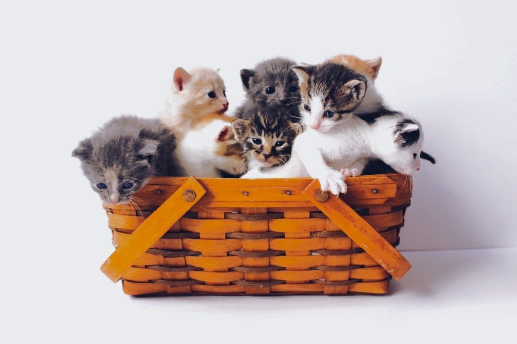 حيوانات أليفة